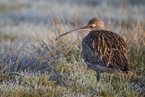 Eurasian Curlew (Numenius arquata) female, North Rhine-Westphalia, Germany