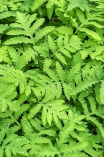 Pearl fern (Onoclea sensibilis),  Germany