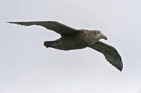 Southern Giant Petrel (Macronectes giganteus), Antarctica