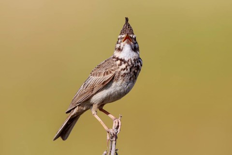 Crested Lark (Galerida cristata) singing, Lesvos, Greece