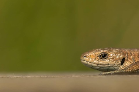 Common lizard (Zootoca vivipara) adult reptile on a wooden sleeper in summer, England, United