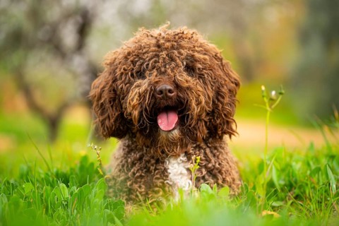 A curly-haired Andalusian water dog sits joyfully among lush greenery in a rural setting,