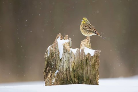 Yellowhammer (Emberiza citrinella) male perched on an old tree stump, Poland