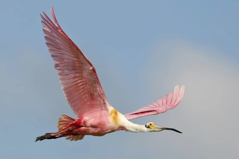 Roseate Spoonbill (Platalea ajaja) flying, Texas, USA