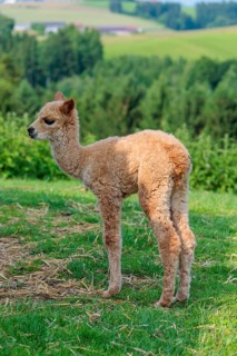A newly born white alpaca (Vicugna pacos) stands in a green meadow on a sunny day. A green forest