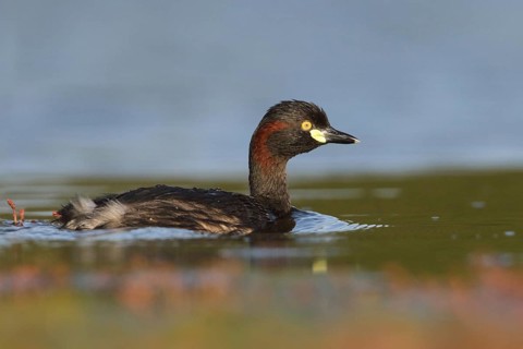 Australasian Grebe (Tachybaptus novaehollandiae), Victoria, Australia