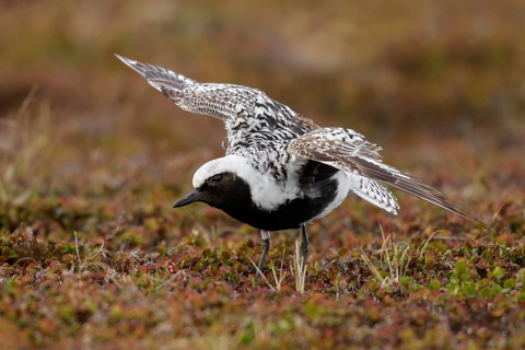 Black-bellied Plover (Pluvialis squatarola) perched on the tundra in Nome, Alaska