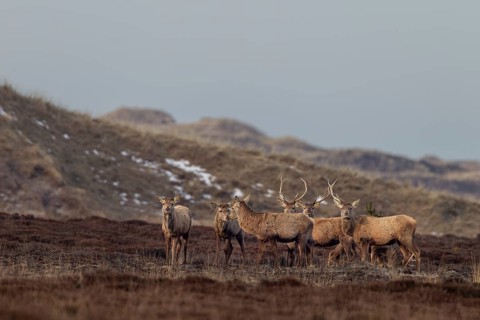 In this photo, all phases of antler shedding can be clearly seen, some of the red deer (Cervus
