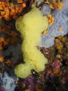 A yellow sea sponge, yellow lattice calcareous sponge (Clathrina clathrus), nestles on the seabed