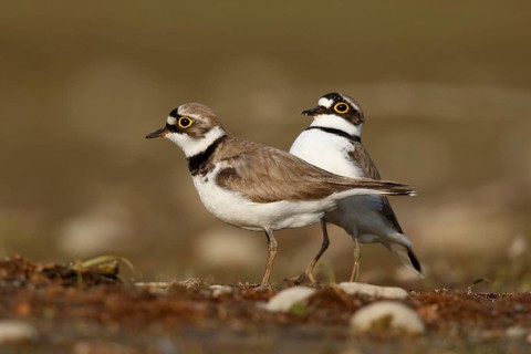 Little Ringed Plover (Charadrius dubius) pair displaying, North Rhine-Westphalia, Germany