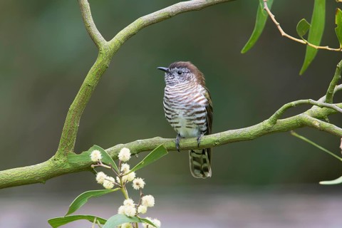 Shining Bronze Cuckoo (Chrysococcyx lucidus), Victoria, Australia