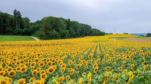 A sprawling sunflower field, captured under a grey overcast sky, stretches towards a distant
