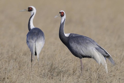 White-naped Crane (Antigone vipio), Arasaki, Japan