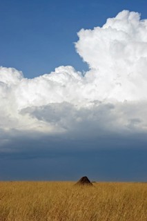 Termite mound and towering (cumulus) clouds over the savanna, Masai Mara National Reserve, Kenya,