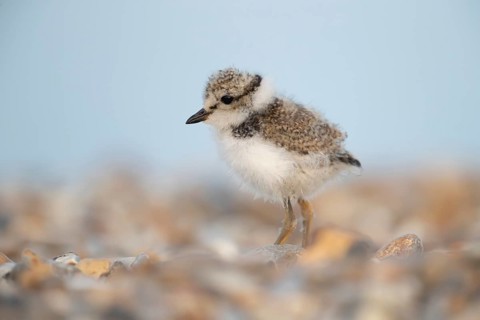 Ringed plover (Charadrius hiaticula) juvenile baby chick wading bird on a shingle beach in summer,
