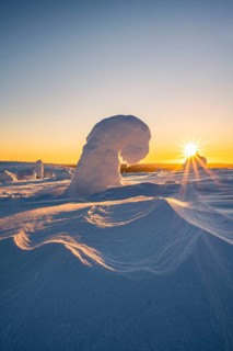 Snowed-in trees, winter landscape, Riisitunturi National Park, Posio, Lapland, Finland