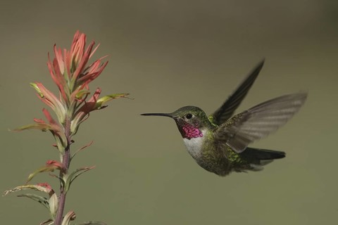 Broad-tailed Hummingbird (Selasphorus platycercus) male, California, USA