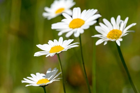 Flowering daisies (Leucanthemum) and grasses in a wild, natural flower meadow, Germany