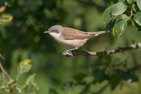Lesser Whitethroat (Sylvia curruca) perched on a branch, Aosta Valley, Italy