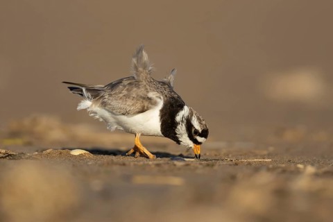 Ringed plover (Charadrius hiaticula) adult wading bird feeding on a beach, Norfolk, England, United