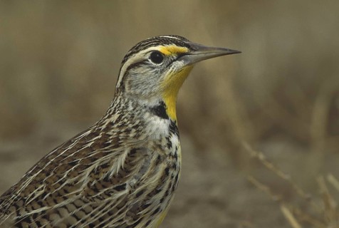 Eastern Meadowlark (Sturnella magna), New Mexico, USA
