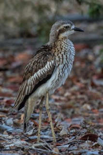 Bush Stone-curlew (Burhinus grallarius), Queensland, Australia