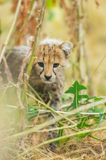 Cheetah (Acinonyx jubatus) youngster walking on a meadow, captive, occurrence Africa