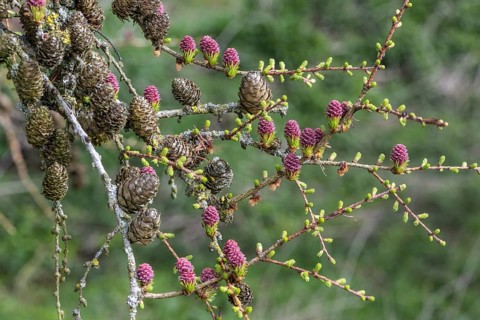Larch (Larix decidua), blossoms, Emsland, Lower Saxony, Germany
