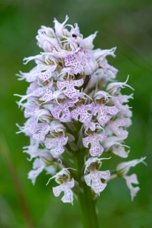 Exquisite close-up of the Orchis conica, showcasing its detailed purple and white flowers against a