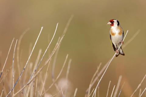 Goldfinch, goldfinch, (Carduelis carduelis), songbird, perch, finch family, perch, biotope,