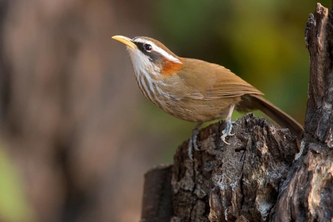 Streak-breasted Scimitar Babbler (Pomatorhinus ruficollis), Yunnan, China