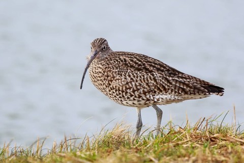 Eurasian Curlew (Numenius arquata), Netherlands