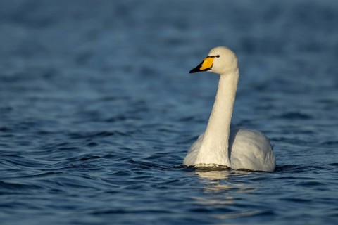Whooper swan (Cygnus cygnus) adult bird on water of a lake, England, United Kingdom