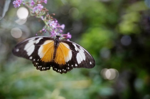 Butterfly Papilio dardanus. Poland. papilio dardanus, butterfly, insect, nature, flower, garden,