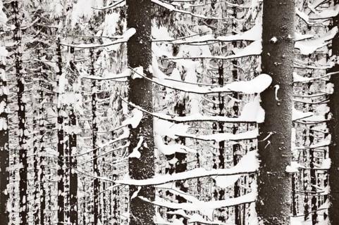 Snow-covered trees in a dense forest in Poland
