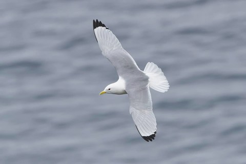 Black-legged Kittiwake : Grimsey Island : Iceland