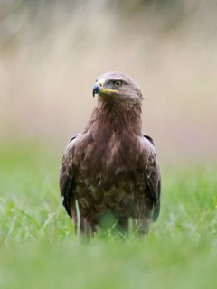 Lesser Spotted Eagle (Clanga pomarina) on grassland, Poland