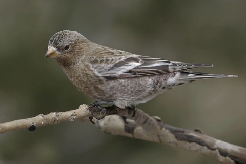 Brown-capped Rosy Finch (Leucosticte australis), New Mexico, USA