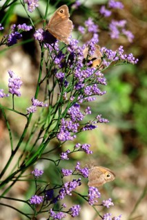 Butterfly ox-eye, summer, Saxony, Germany