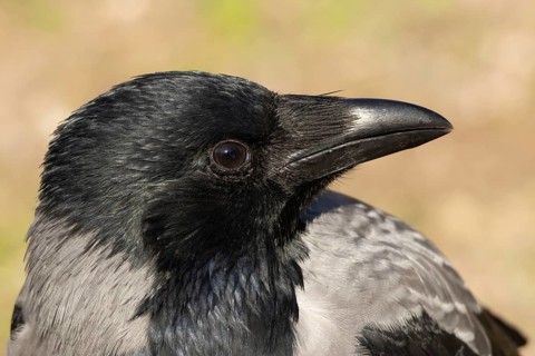 Hooded crow (Corvus cornix) adult corvid bird head portrait, Rome, Italy