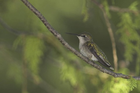 Ruby-throated Hummingbird (Archilochus colubris), Ontario, Canada