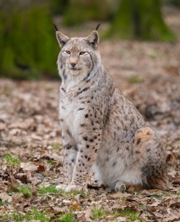 Lynx (Lynx lynx) sits on the forest floor and looks attentively, Germany