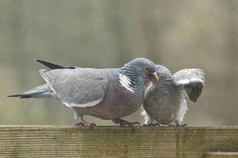 Common Wood Pigeon (Columba palumbus) juvenile, Rhineland-Palatinate, Germany