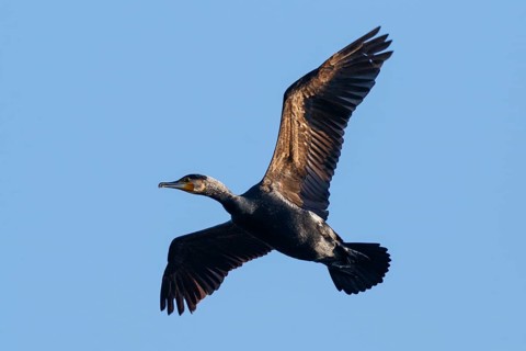 Great Cormorant (Phalacrocorax carbo) flying, Netherlands