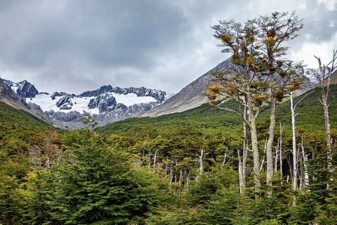 Snow-covered mountain scenery with coniferous forests and stormy skies, the primeval forest of
