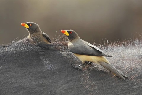 Yellow-billed Oxpecker (Buphagus africanus), Masai Mara, Kenya
