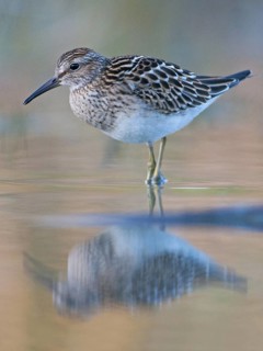 Pectoral Sandpiper (Calidris melanotos), Rhine Delta, Austria