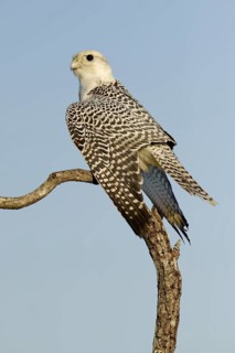 Gyrfalcon (Falco rusticolus), Florida, USA