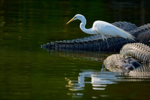 A white heron balancing on an alligator in the water, the scene appears peaceful, Great Egret