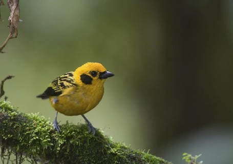 Golden Tanager (Tangara arthus), Pichincha, Ecuador